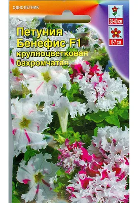 200 Double Lavender Petunia SEEDS Flowers Garden Planting Purple White USA  | eBay