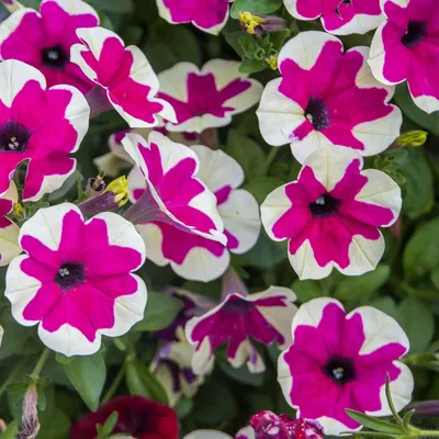 Beautiful Flowers Petunia Cute Doll House Stock Photo 2340393483 |  Shutterstock