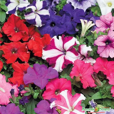 Петуния Grandiflora - синий - 80 семена - Petunia x hybrida – Garden Seeds  Market | Бесплатная доставка