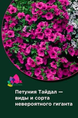 Петуния \"Amore Heart Soul\" купить в питомнике растений с доставкой по  Липецку и Липецкой области, рассада, выращивание, посадка и уход