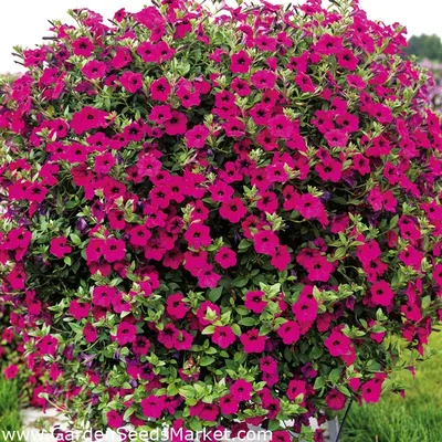 Pétunia Violacea - 800 семена - Petunia violacea – Garden Seeds Market |  Бесплатная доставка