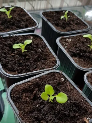 Как вырастить рассаду петунии из семян