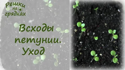 Семена цветов Петуния Ампельная лавина синий звездопад F1, О, 10шт в  Бишкеке купить по ☝доступной цене в Кыргызстане ▶️ max.kg