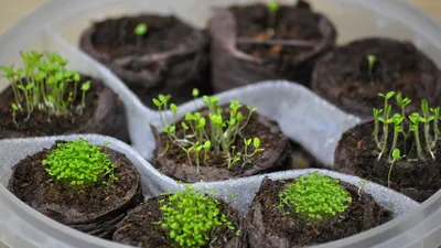 Выращивание петунии без заморочек | Садовое увлечение | Дзен
