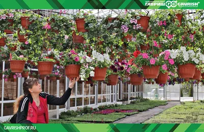 Выращивание петуний из семян - «Блог Флориум.юа» 2024