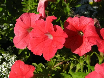 2 способа размножения ампельной петунии и советы по уходу, которые помогут  цветоводам | AgroMarket интернет магазин семян