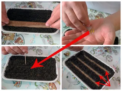 Как вырастить рассаду петунии из семян