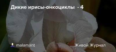 В возрасте 76 лет умерла актриса и певица Сюзанн Сомерс - Звук