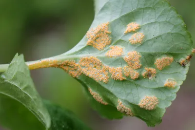 Ржавчина фиалок (Puccinia violae) | BOTSAD.BY