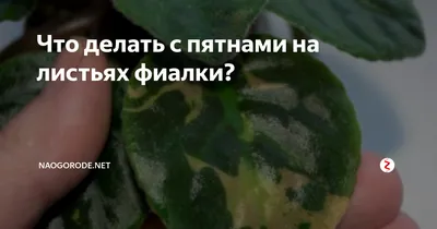 Как защитить фиалки от холода?\" — один из самых актуальных вопросов у  владельцев сенполий в сильные морозы. | ВКонтакте