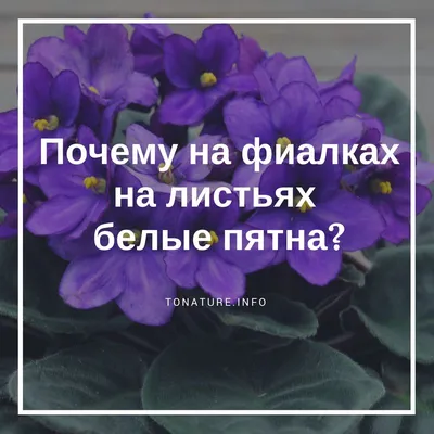 Фиалка: темные пятна на листьях, усыхание - Комнатные растения и цветы -  Форум на HomeFlowers.ru