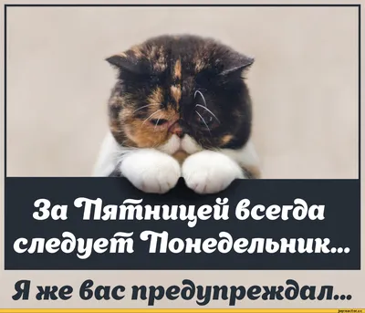 Газета \"На Западе Москвы\" - Доброе утро! С пятницей 😉 #пятница #пятничное  #шутка #юмор #аткрытка #шуткаюмора #работа | Facebook