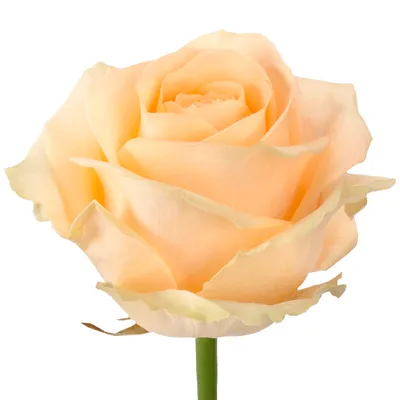 Купить 131 Кремовую розу Avalanche Peach 70см - Доставка – QUP.BY