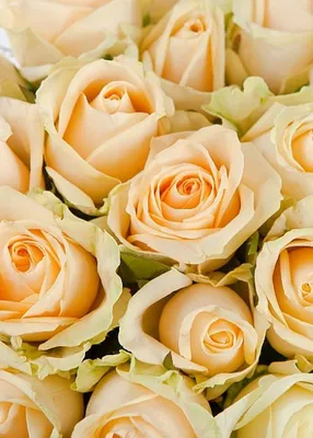 Купить Букет из 51 розы Аваланж Пич (кремовая) 50 см за 2 990 руб.