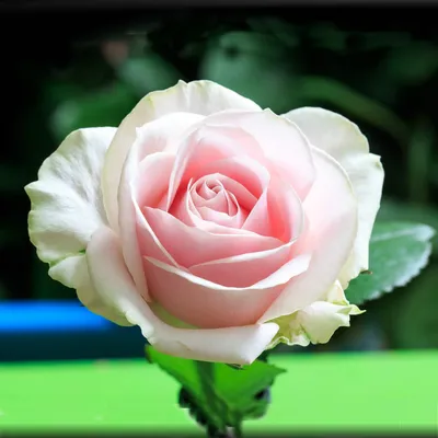 101 роза Пич Аваланш в СПб дешево. Заказать свежие розы недорого с  доставкой. Купить розы в Санкт-Петербурге в интернет магазине. Доставка роз  24 часа