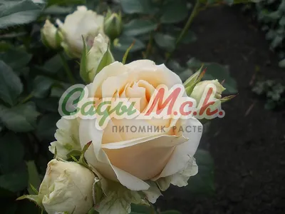 Роза Аваланш Свит | Мокшанские розы