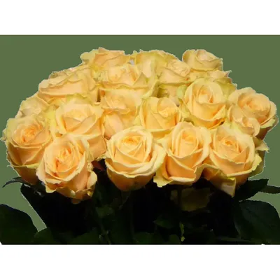 Букет из 25 роз «Пич аваланж» купить в Курске | заказать живые цветы с  доставкой на дом или самовывоз