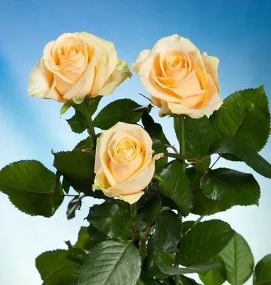 25 роз Аваланш+Пич Аваланш • Склад цветов