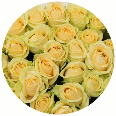 101 роза Пич аваланш 40 см | купить недорого | доставка по Москве и области