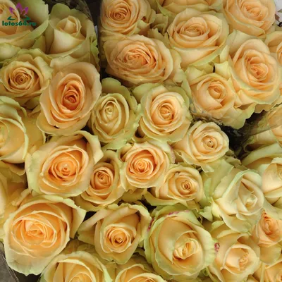А) 21 Роза \"Пич Аваланж\" 70 см и скидки в интернет магазине цветов Роз  Новоросс