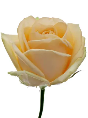 Букет 101 кремовая роза «Пич Аваланж» заказать с доставкой в Краснодаре по  цене 12 350 руб.