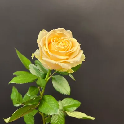 101 роза в корзине «Пич Аваланж» купить в Реутове в Букет-Элит