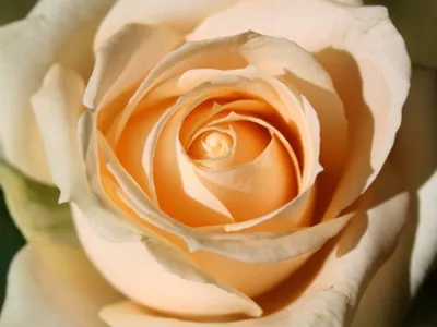 Купить 51 кремовую розу \"Пич Аваланч\" с доставкой по городу Днепр |  красивый букет от Royal-Flowers