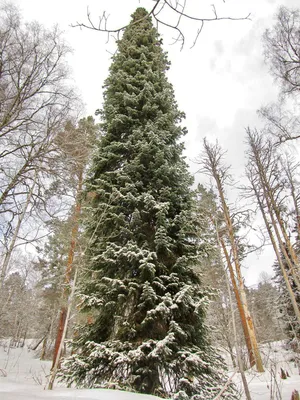 Купить саженцы Пихты сибирской Abies Sibirica 🌱по цене от 1 190₽ из  питомника с доставкой | Питомник «Зелёная Фазенда»