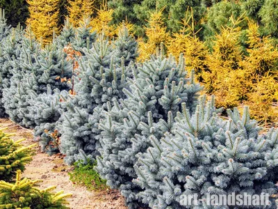 Abies koreana, Пихта корейская|landshaft.info