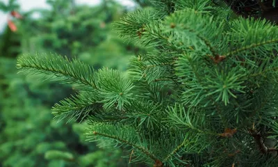 Пихта корейская (Abies koreana) | Декоративные древесные растения для  Сибири | Дзен