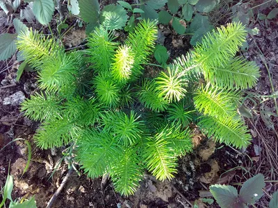 Abies sibirica Ledeb. – Пихта сибирская - Полярно-альпийский ботанический  сад-институт им. Н.А. Аврорина