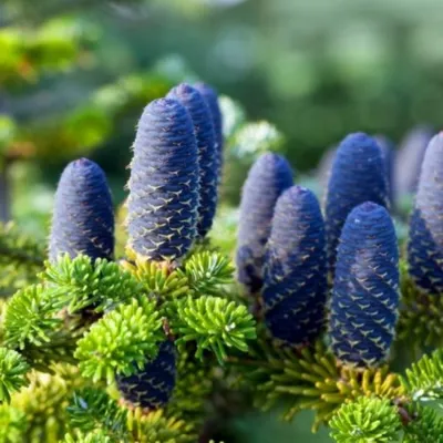 Пихта Нордмана Робуста (Abies nordmanniana Robusta) — купите саженцы в  контейнере в Краснодаре - Прекраснодар — садовый центр в Краснодаре