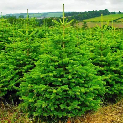 🌱 Семена Пихта Нордмана Боржоми, Семена, 30 шт. Цена от 350 руб. В наборе  качественные семена, инструкция и советы по проращиванию дерева дома.  Купить с доставкой и онлайн оплатой. - интернет-магазин Лесландия