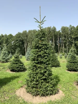 Пихта Нордмана (Abies nordmanniana) — купите саженцы в контейнере в  Краснодаре - Прекраснодар — садовый центр в Краснодаре