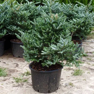 Пихта корейская Сильберлок (Abies koreana Silberlocke) 5л 30-40см, цена в  Санкт-Петербурге от компании Вилла-планта (садовый центр и питомник  растений, ландшафтное бюро)