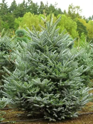 Пихта корейская Сильберлок (Abies koreana Silberlocke) / Садовый центр  Селятино