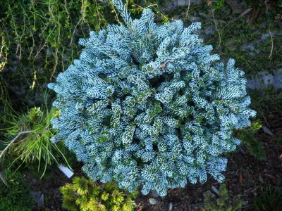 Пихта корейская Сильберлок (Abies koreana Silberlocke) C12L – Ваш сад