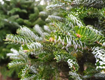 Пихта корейская Сильберлок (Abies koreana Silberlocke) / Садовый центр  Селятино