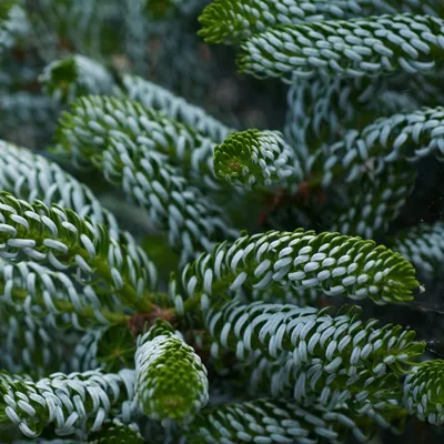 Екатерининские сады\" - Пихта корейская Сильберлок (Abies koreana  'Silberlocke')