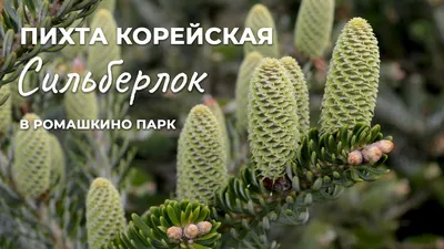 Пихта корейская \"Silberlocke\" купить в питомнике растений, доставка по Туле  и Тульской области, саженцы, крупномеры, посадка и уход