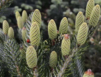 Пихта корейская Сильберлок (Abies koreana Silberlocke): продажа, цена в  Золотоноше. Ели, сосны натуральные от \"Интернет магазин Лесовик\" - 649872747