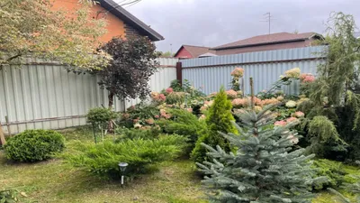 Пихта Сильберлок в моем саду | Гортензии, хвойные, 🌷любимый сад | Дзен