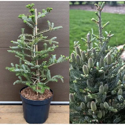 Купить Пихту корейскую Сильберлок 🌲 в Москве по цене от 2200 руб