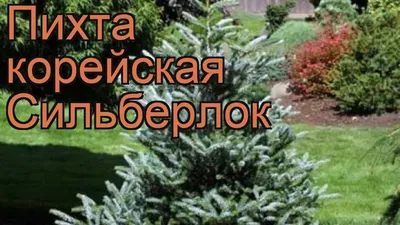 Пихта корейская Сильберлок | САД ПОЛТАВИ