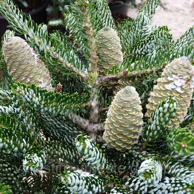 Пихта Корейская Сильберлок С3 (Abies koreana Silberloche) (ID#1103136761),  цена: 700 ₴, купить на Prom.ua