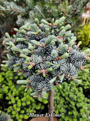 Пихта корейская Сильберлок (abies koreana silberlocke) 🌿 обзор: как  сажать, саженцы пихты Сильберлок - YouTube