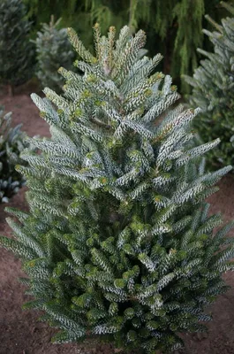 Пихта корейская Сильберлок (Abies koreana 'Silberlocke') С3, вас. 40 см  (ID#49149009), цена: 37.50 руб., купить на Deal.by