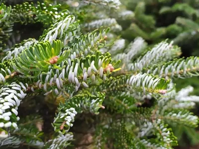 Пихта корейская Сильберлок Abies koreana Silberlocke | Питомник Тайга