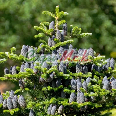 Пихта Корейская Сильберлок С3 (Abies koreana Silberloche) (ID#1103136761),  цена: 700 ₴, купить на Prom.ua