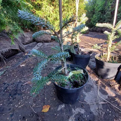 Пихта корейская Сильберлок (Abies koreana Silberlocke)